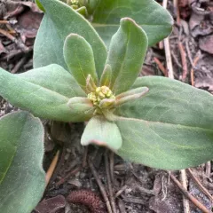 Davis' knotweed thumbnail 3