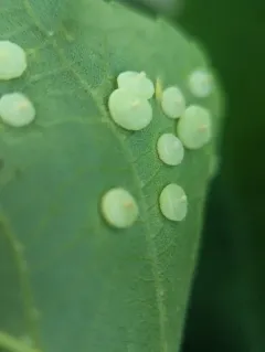 Hickory Beret Gall Midge thumbnail 2