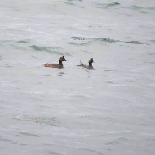 Eared Grebe
