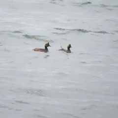 Eared Grebe thumbnail 1