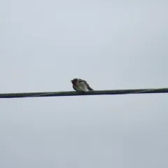 Cliff Swallow thumbnail 2