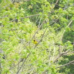 Eastern Meadowlark thumbnail 2