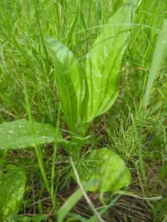 sweet marsh ragwort thumbnail 3