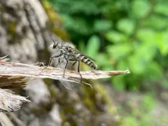 Cyrtopogon anomalus thumbnail 2