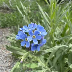 Jessica's stickseed thumbnail 4