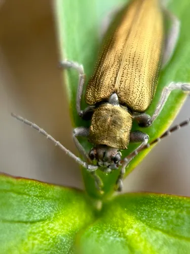 Donacia porosicollis