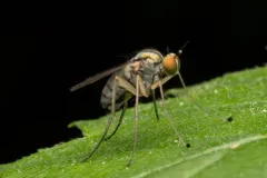 Dolichopus laciniatus thumbnail 2