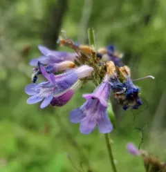 Broadleaf Beardtongue thumbnail 2