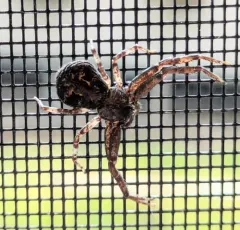 Brown-legged Crab Spider thumbnail 1