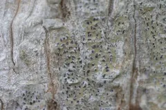 Arthothelium spectabile thumbnail 3