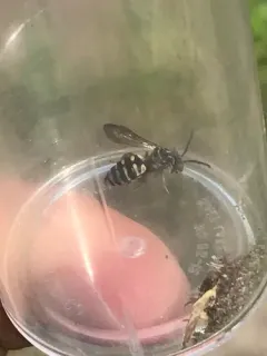 Interrupted Cellophane-cuckoo Bee thumbnail 1