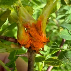 Multiflora rose rust thumbnail 4