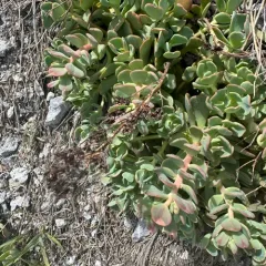 cream stonecrop thumbnail 4