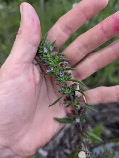 Thyme-leaf Dragon-head thumbnail 4