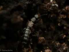 Anomognathus cuspidatus thumbnail 3