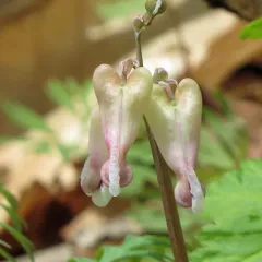squirrel corn thumbnail 3