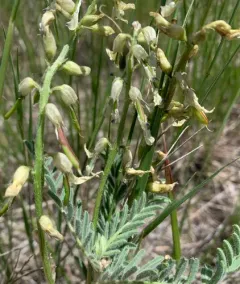 Drummond's Milkvetch thumbnail 3