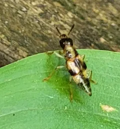 Oxyporus quinquemaculatus thumbnail 4