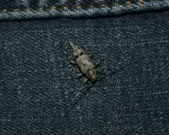 Salt-and-pepper Long-horned Beetle thumbnail 3