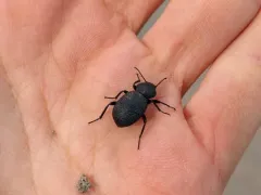 Eleodes novoverrucula thumbnail 4