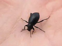 Eleodes granulata thumbnail 2