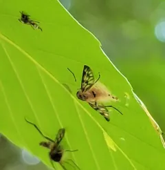 Furia ithacensis thumbnail 4