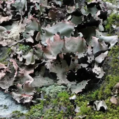Smooth Rock Tripe thumbnail 2