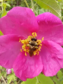 Andrena cyanura thumbnail 3