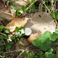northern white violet thumbnail 3