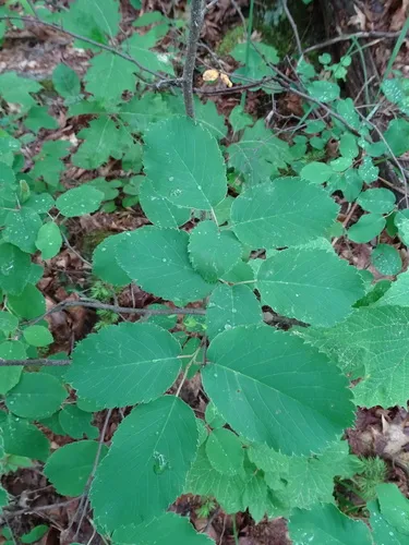 Gaspé serviceberry