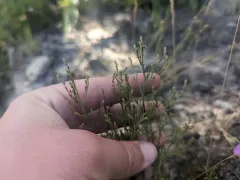 slender pinweed thumbnail 1
