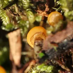 water club mushroom thumbnail 3