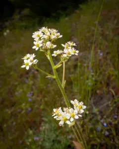Saddle Mountain Saxifrage thumbnail 4