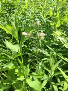 Long-sepal Beardtongue thumbnail 2