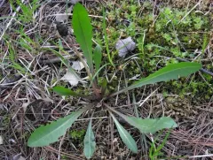 Fen Dandelion thumbnail 2