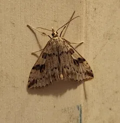 Washington Udea Moth thumbnail 4