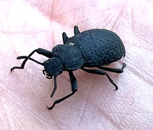 Cloudy Darkling Beetle