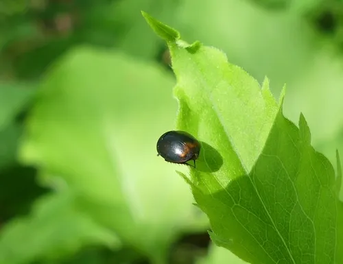 Sphaeridium marginatum