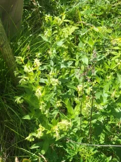 Virginia marbleseed thumbnail 3