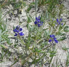 Rusty lupine thumbnail 4