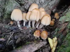 Coprinellus saccharinus thumbnail 3