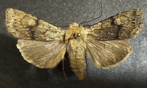 Euxoa vallus