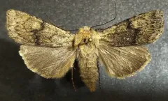 Euxoa vallus thumbnail 1