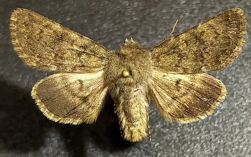 Lasionycta brunnea