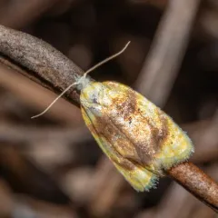 Oak Leafshredder Moth thumbnail 3