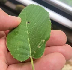 Parornix obliterella thumbnail 4