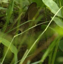 New England Cottontail thumbnail 3