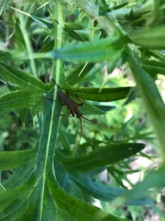 Stenocorus cylindricollis thumbnail 2