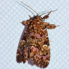 Pink-shaded Fern Moth thumbnail 4