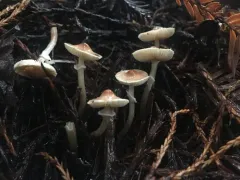 Lepiota neophana thumbnail 4